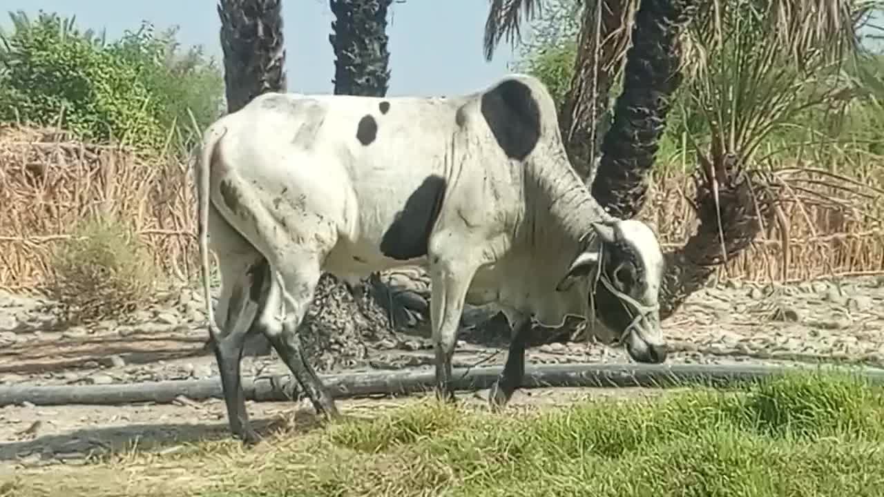 فروش دورس نرگاو دوستان و مشتریان فقط بزنگید|حیوانات مزرعه|ساربوک, |دیوار