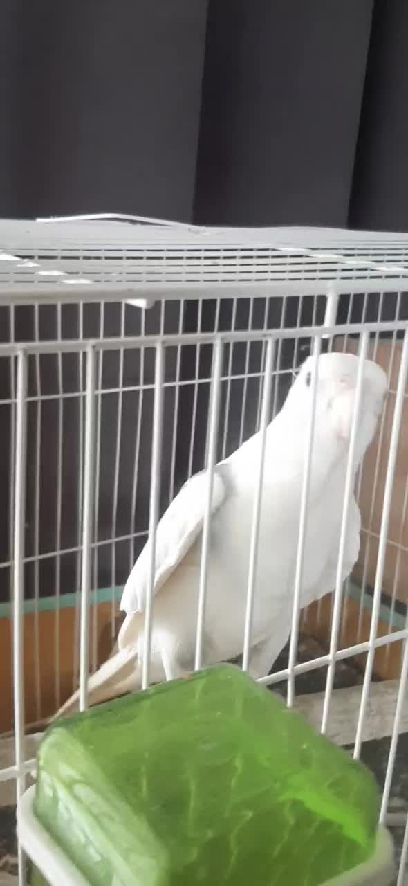 عروس جفت|پرنده|رشت, تازه آباد|دیوار