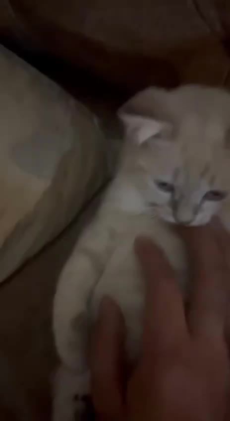 گربه میکس رگدال و بریتیش|گربه|کرج, مصباح|دیوار