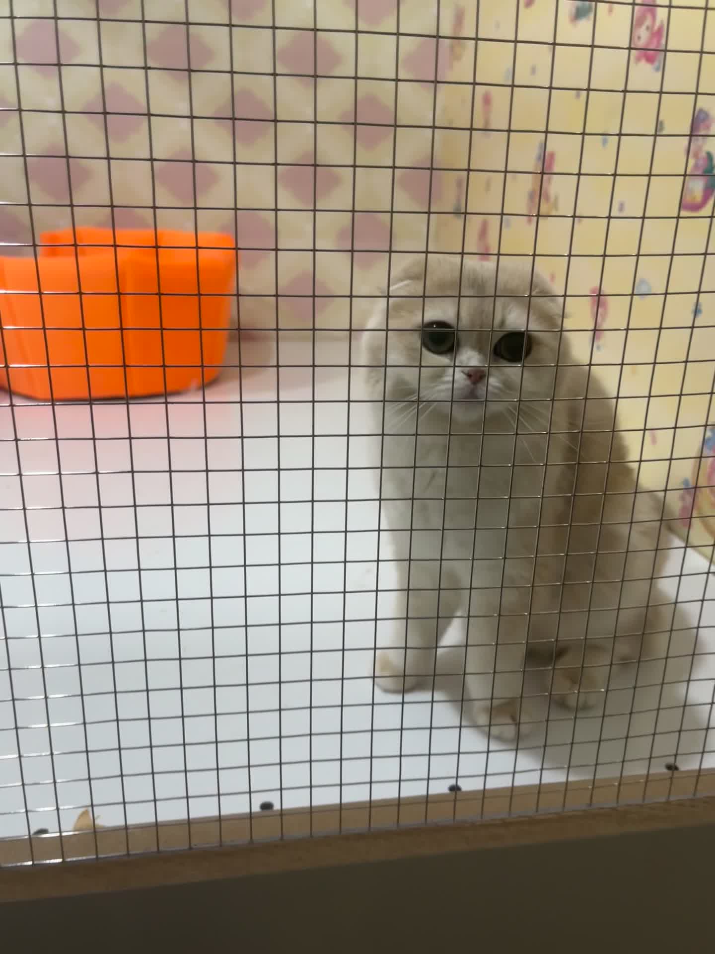 بریتیشny12|گربه|اهواز, کیانپارس |دیوار