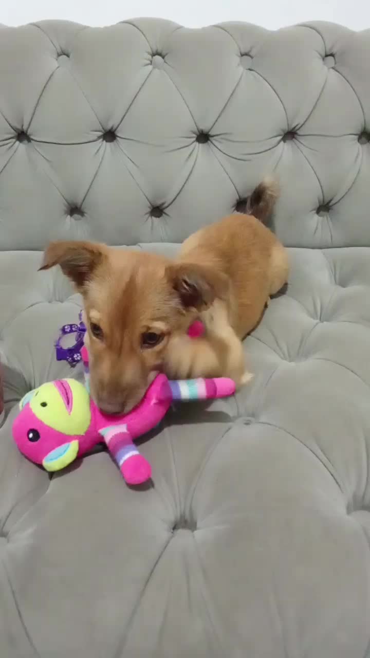 واگزاریسگسایزگربه|سگ|مشهد, سجاد شهر|دیوار