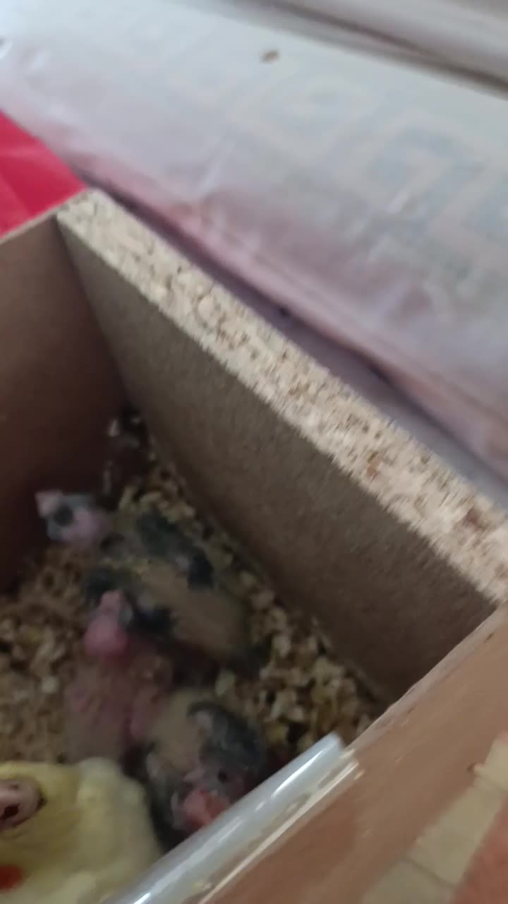 پرنده|پرنده|ایرانشهر, |دیوار