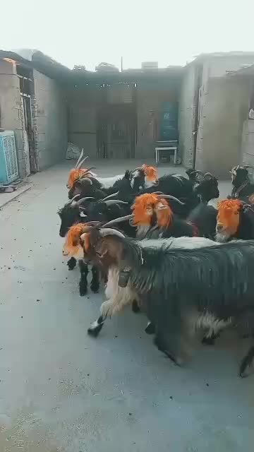 بز بختیاری آبستن تضمینی|حیوانات مزرعه|ایذه, |دیوار