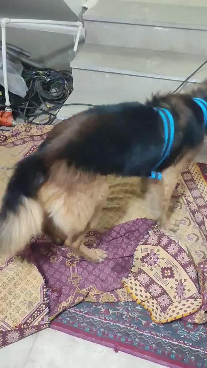 واگذاری نر ژرمن اصیل|سگ|خرم‌آباد, |دیوار