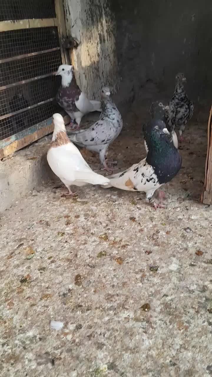 کبوتر|پرنده|برازجان, |دیوار