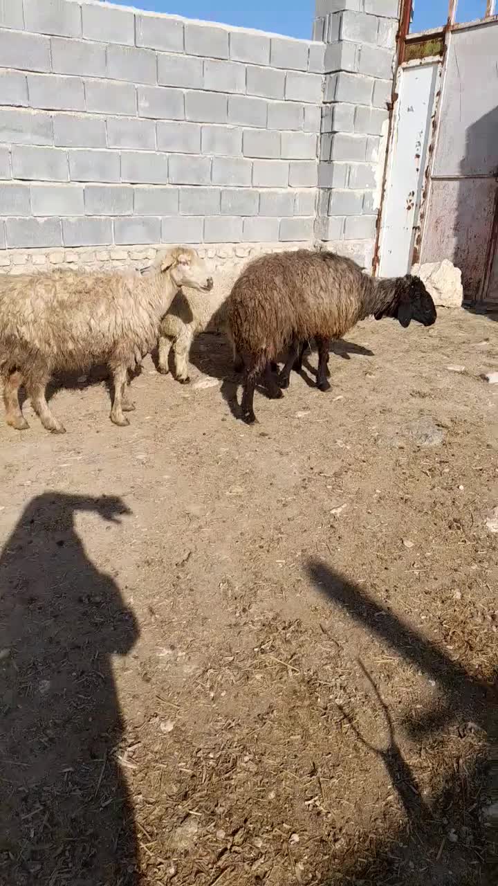 فروش میش|حیوانات مزرعه|ششده و قره بلاغ, |دیوار