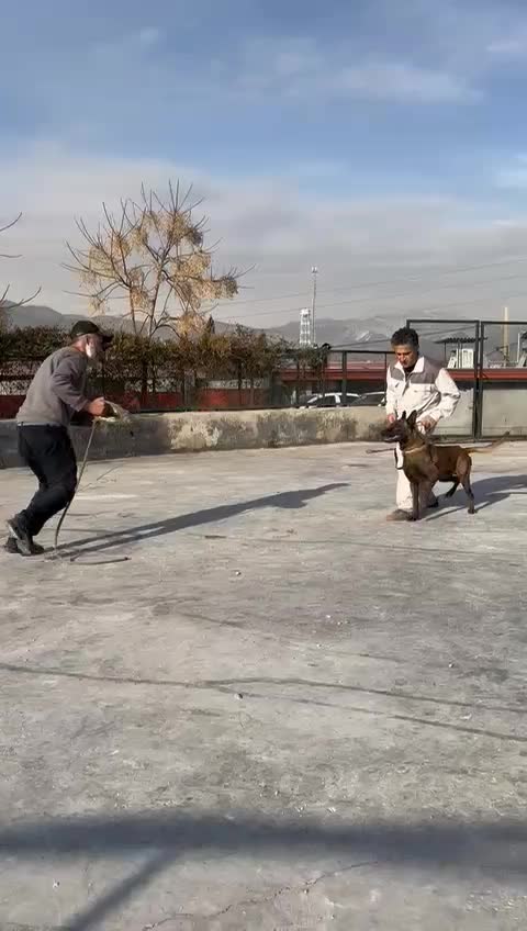 مالینویز|سگ|بومهن, |دیوار