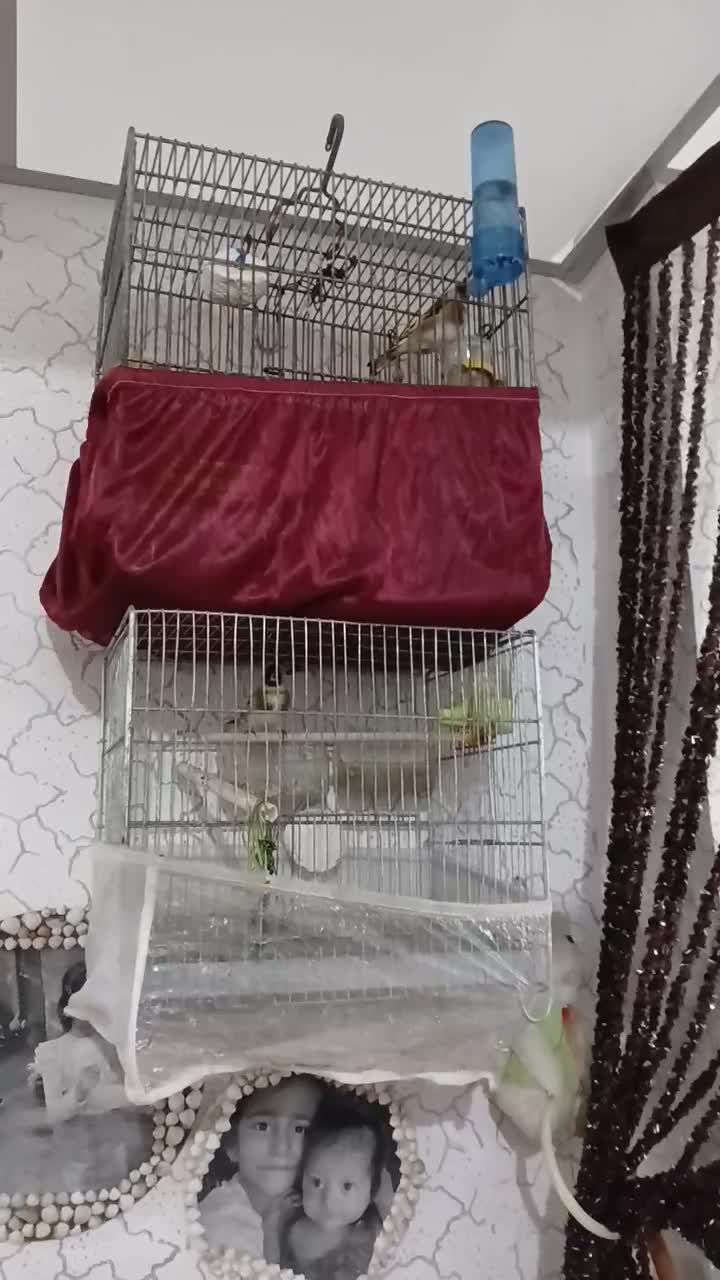 سهره نربخون|پرنده|پارس‌آباد, |دیوار