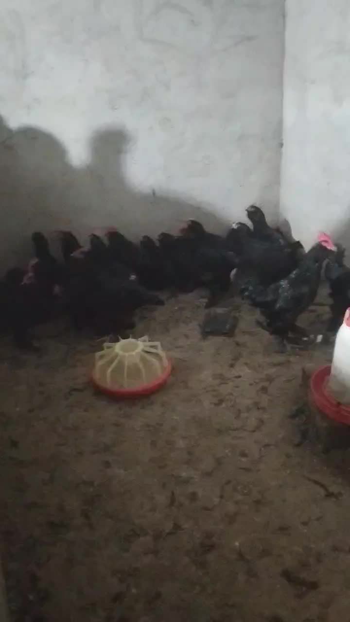 مرغ و خروس مرندی اصل|حیوانات مزرعه|ساری, |دیوار