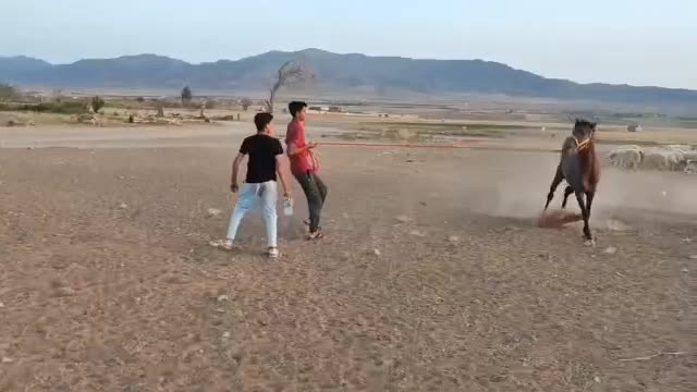 اسب|اسب و تجهیزات اسب‌سواری|زرند, |دیوار