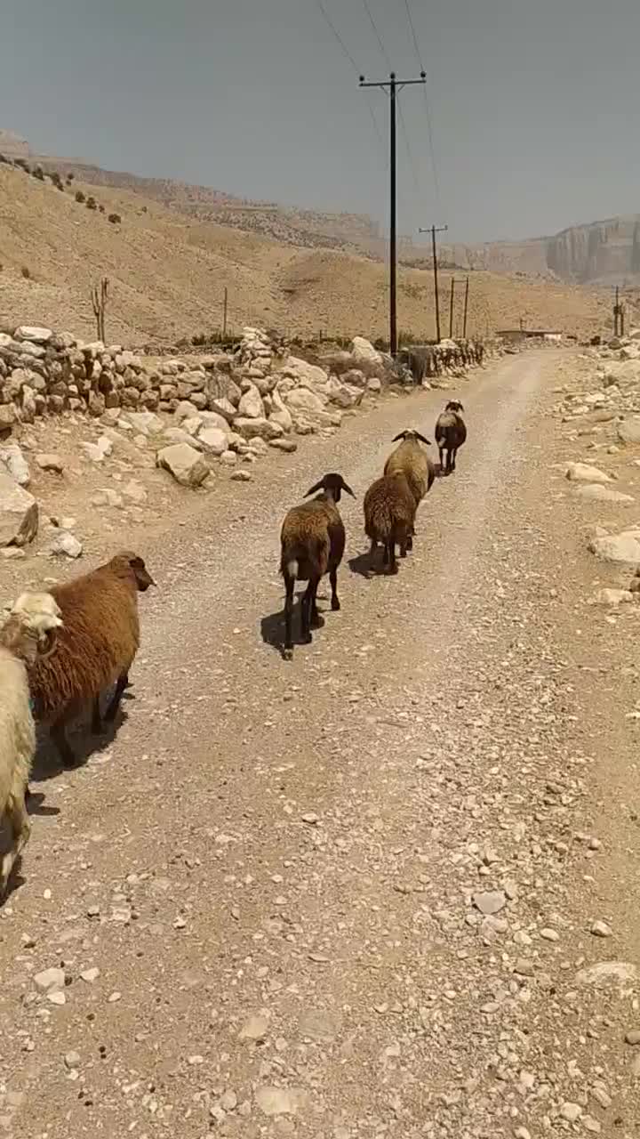 گوسفند دزدیده شده|حیوانات|اندیمشک, |دیوار