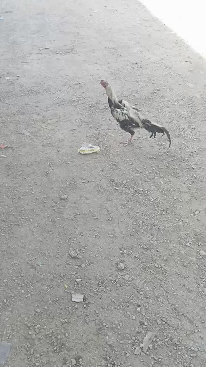 خروس جاوا اصیل|حیوانات مزرعه|ایرانشهر, |دیوار