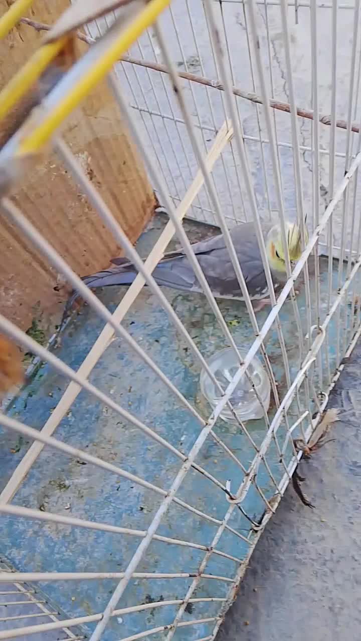 عروس سینامون|پرنده|سراوان, |دیوار