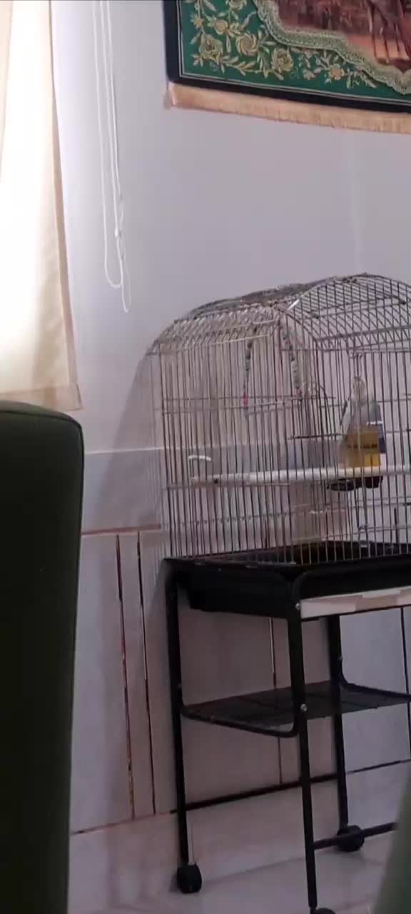 عروس هلندی|پرنده|نجف‌آباد, طالقانی|دیوار