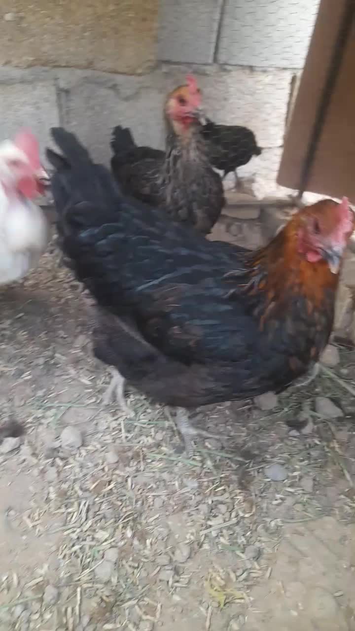 مرغ تخم گذار|حیوانات مزرعه|شوشتر, |دیوار