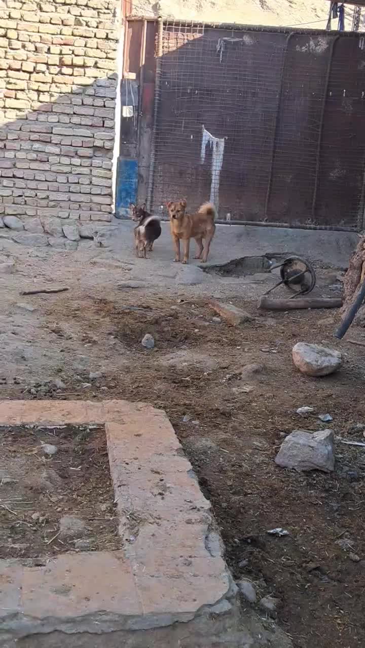 سگ پامر روباهی نر کبوتر مرغ|سگ|دره شهر, |دیوار