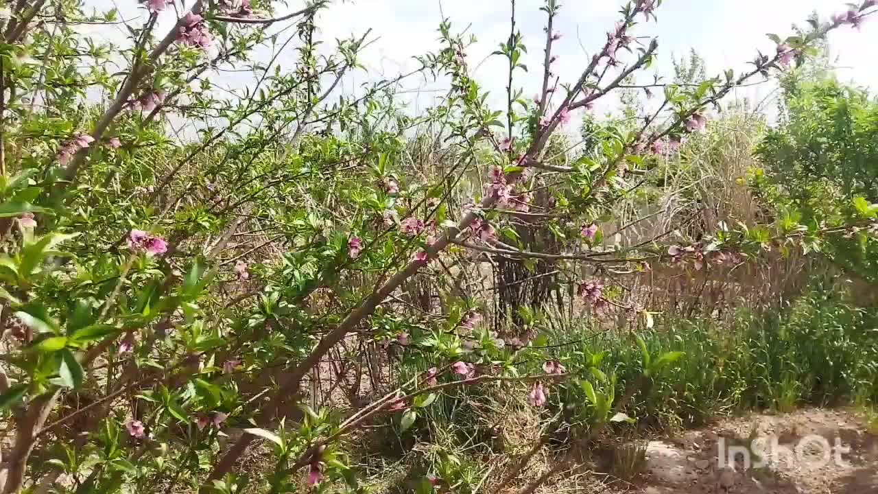 باغ میوه 498 متری با سند تک برگ نوده دوم شترخوار|فروش زمین و ملک کلنگی|رباط‌کریم, نوده|دیوار