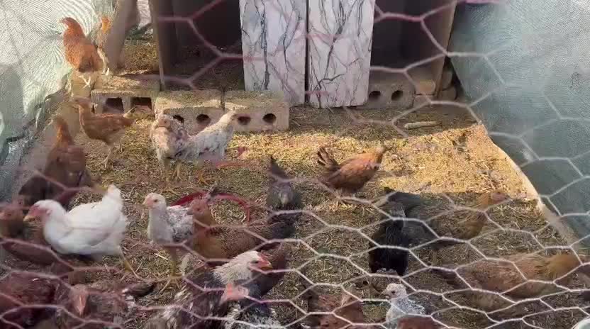 مرغ وخروس|حیوانات مزرعه|فولادشهر, B2|دیوار