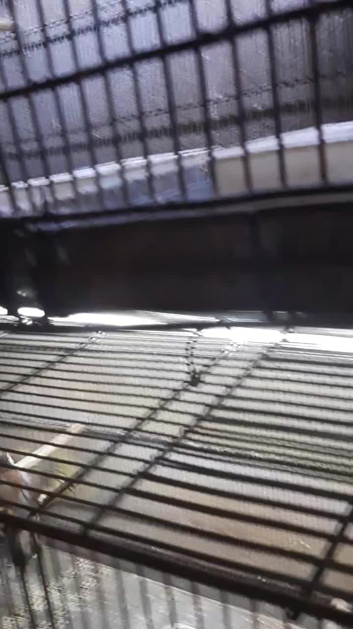 سره وسره قناری که دنبالش میگردی|پرنده|ری, سیزده آبان|دیوار