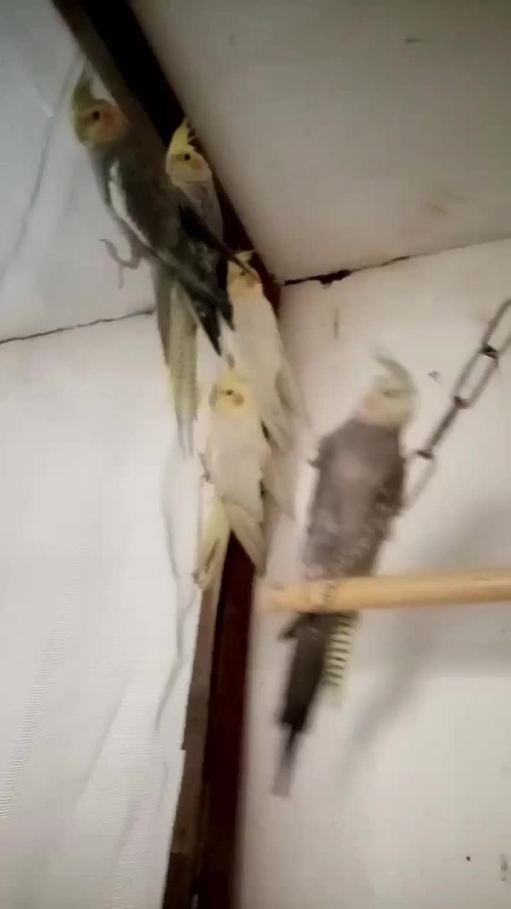 عروس هلندی|پرنده|صباشهر, |دیوار