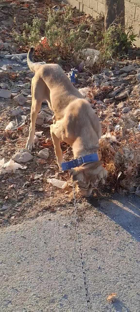 پژدر۱۲ماهه|سگ|کرج, برغان|دیوار