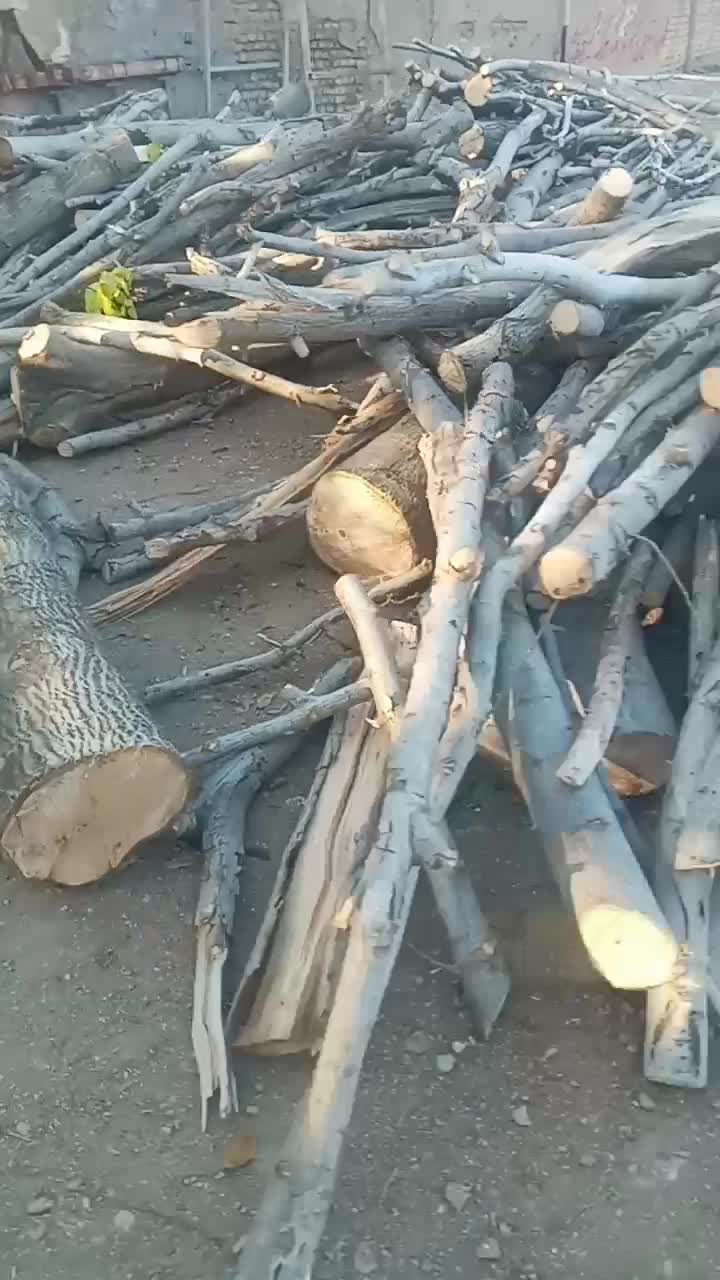 خریدوفروش چوب بابالاترین قیمت وتسویه آنی|خدمات باغبانی و درختکاری|الشتر, |دیوار