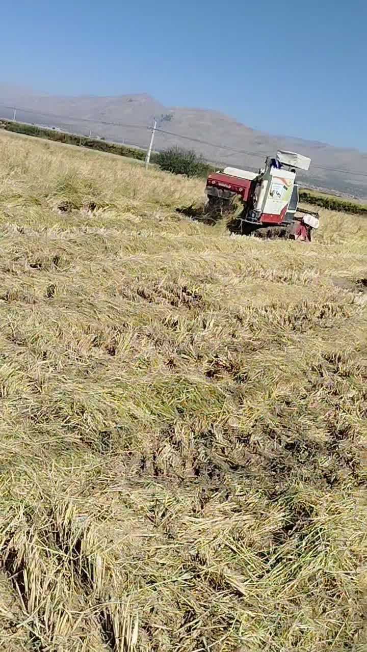 فروش 6تن چلتوک و برنج پاکوتاه کامفیروز ی|خوردنی و آشامیدنی|کامفیروز, |دیوار