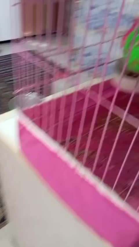 عروس|پرنده|رامشیر, |دیوار