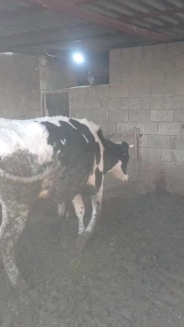 گاو ابستن 9ماه|حیوانات مزرعه|بهبهان, |دیوار