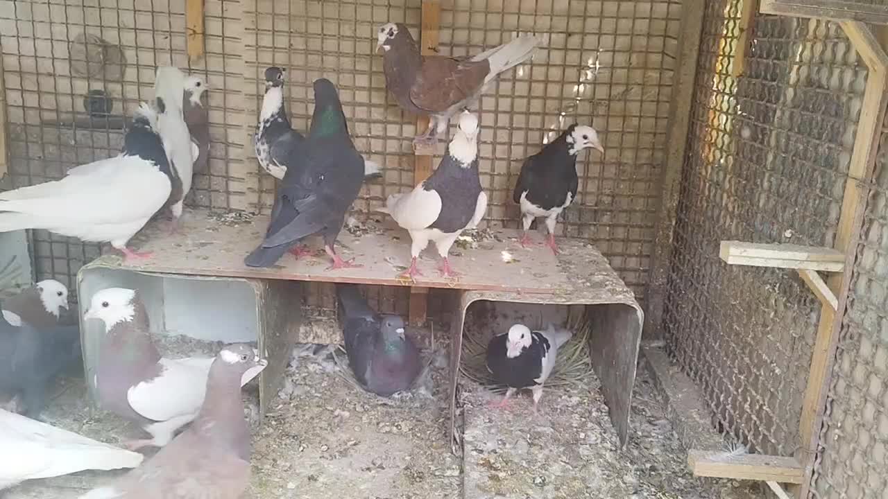 کبوتر|پرنده|زاهدان, |دیوار