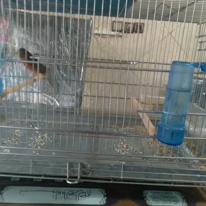 سره و قناره|پرنده|فردیس, شهرک شهید حسینی|دیوار