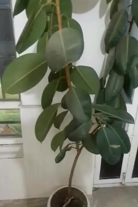 گل بز رگ|گل و گیاه طبیعی|نیشابور, مازول|دیوار