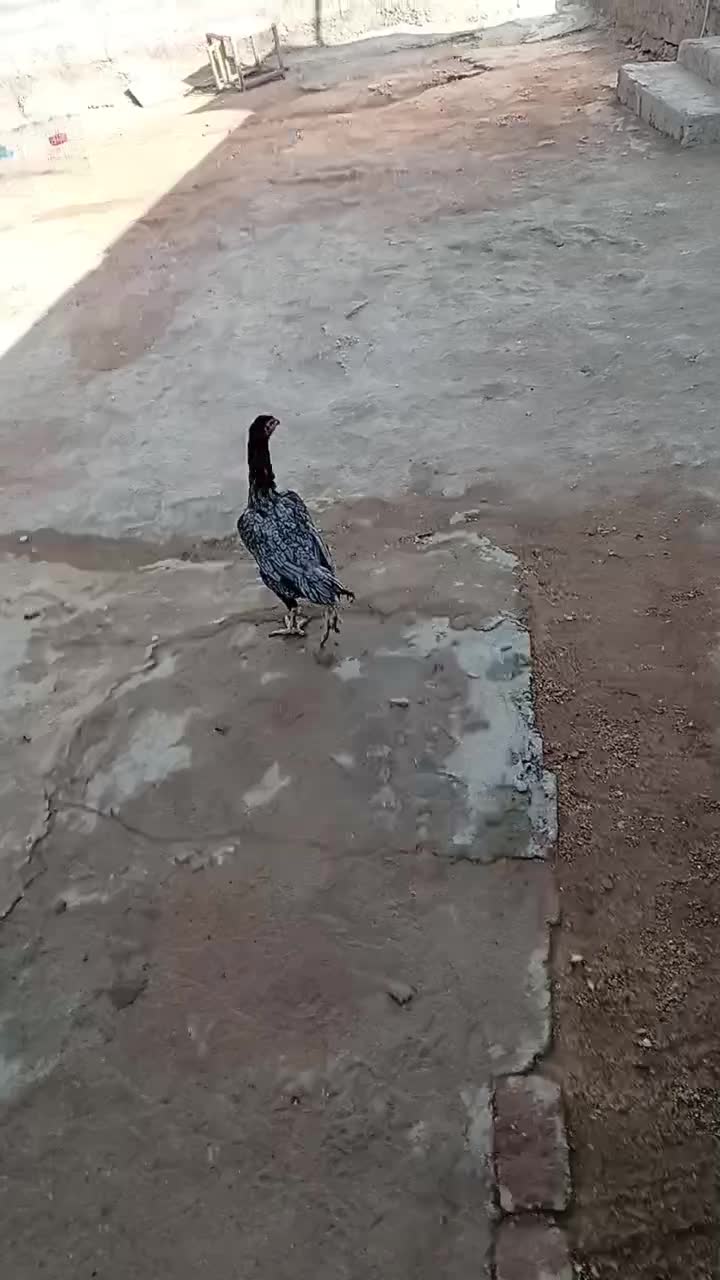 مرغ و خروس لاری|حیوانات مزرعه|سرپل ذهاب, |دیوار