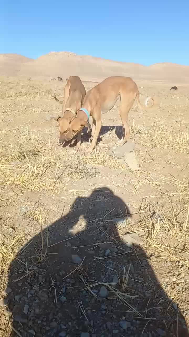 سلام واگذاری دوتا تول تازی|سگ|کمیجان, |دیوار