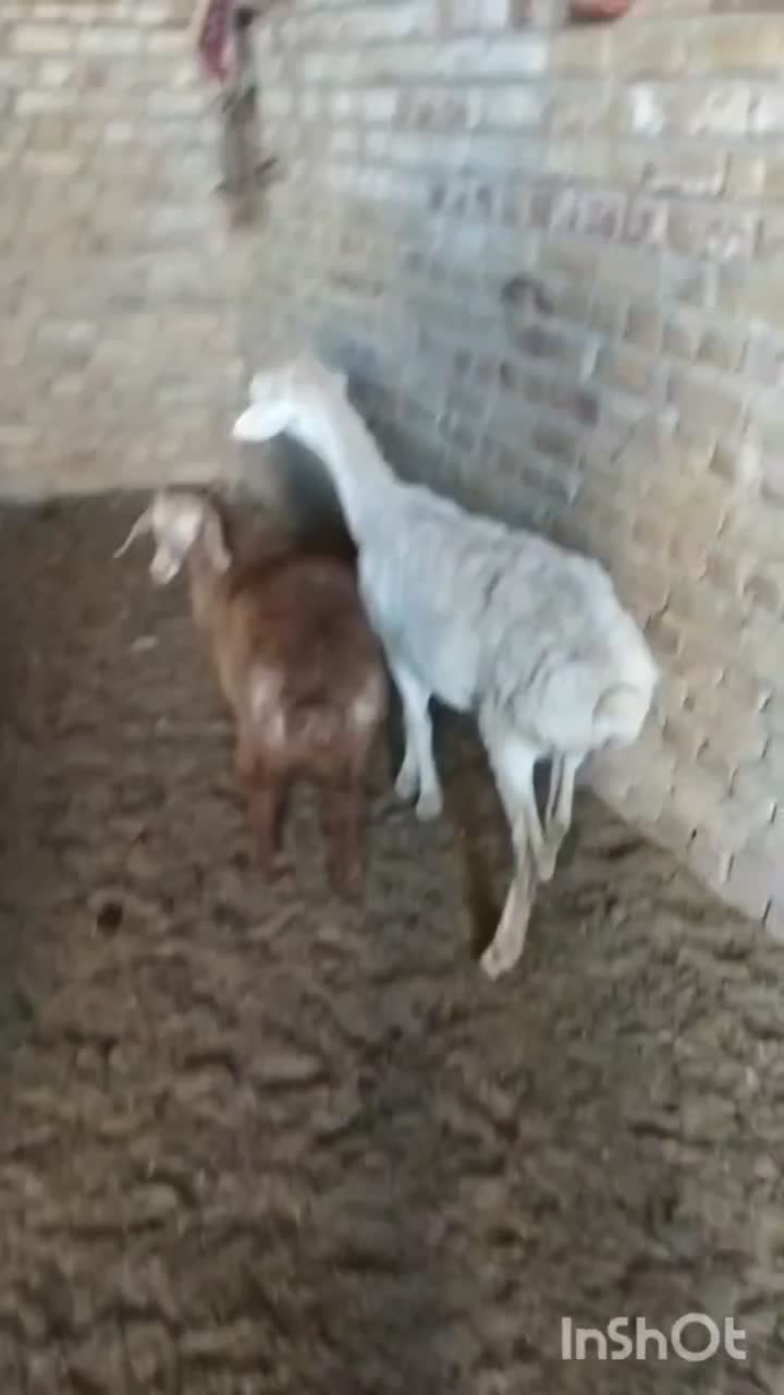 میش زاییده جوان|حیوانات مزرعه|تربت جام, جامرود|دیوار