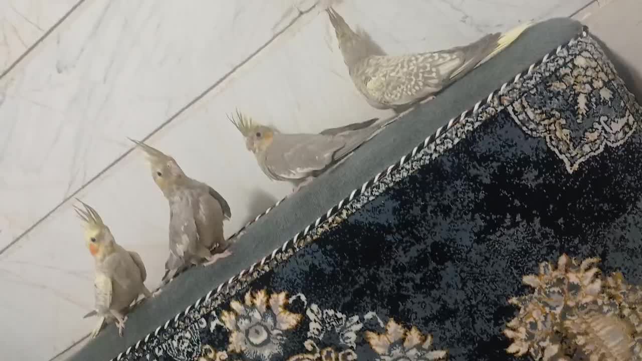 چهار عدد عروس هلندی|پرنده|آبیک, |دیوار