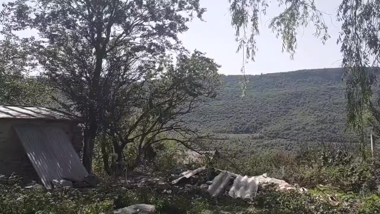 واگذاری سگ|سگ|گرگان, |دیوار