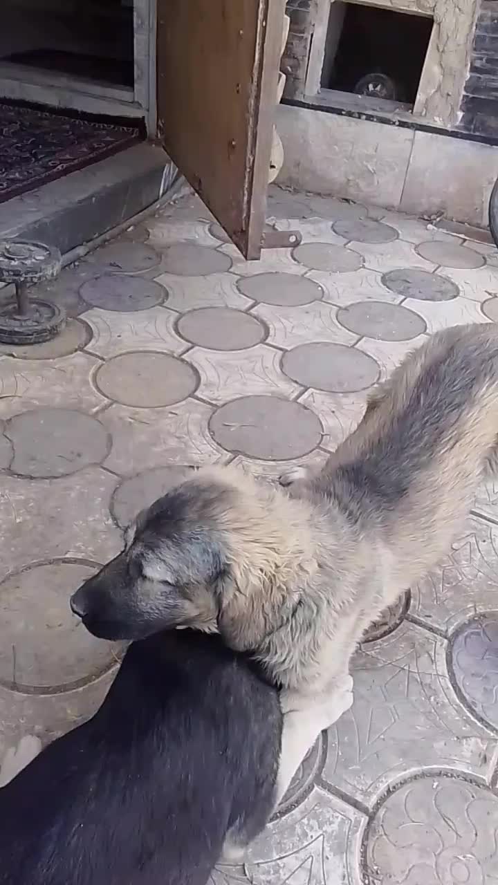 توله ماستیف|سگ|کوهسار (البرز), |دیوار