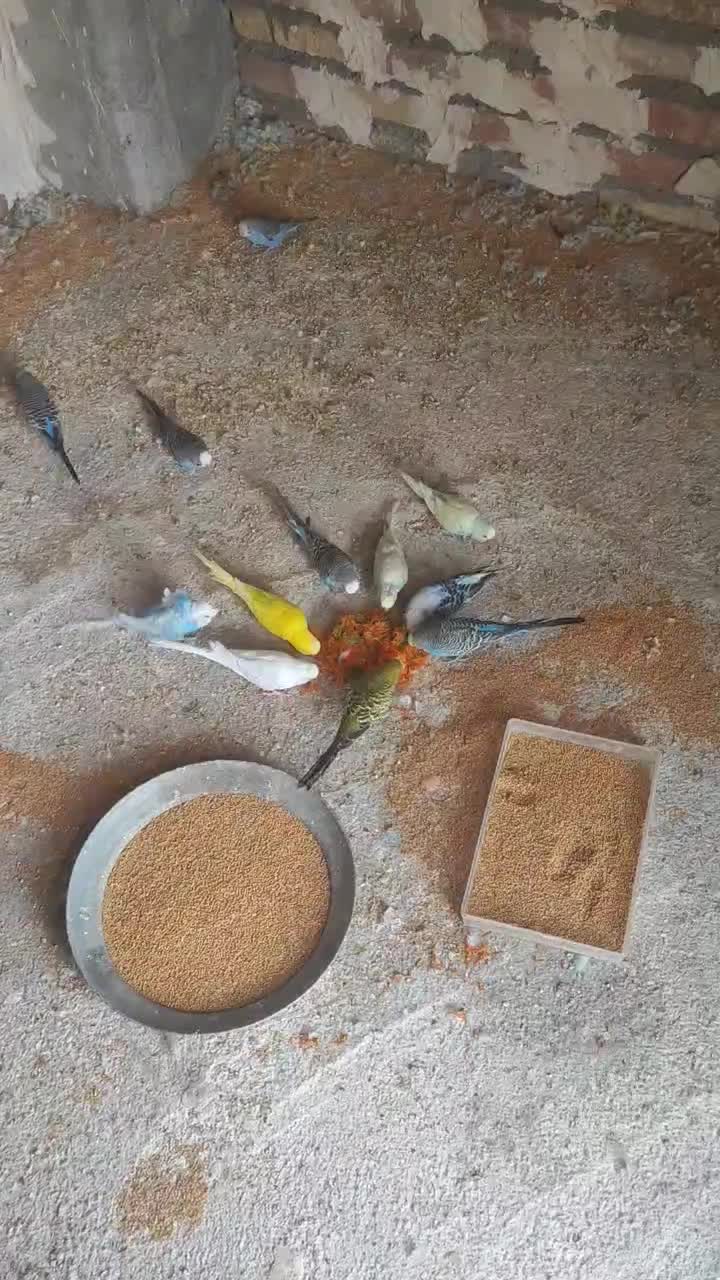 چند جفت مرغ عشق مولد و تخم گذار|پرنده|قره ضیاالدین, |دیوار