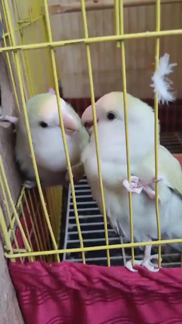 یک جفت طوطی برزیلی بالغ آماده تخم گذاری|پرنده|اهواز, پادادشهر|دیوار