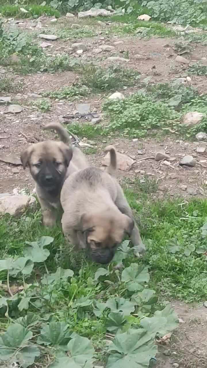 واگذاری توله سگ|سگ|گرگان, |دیوار