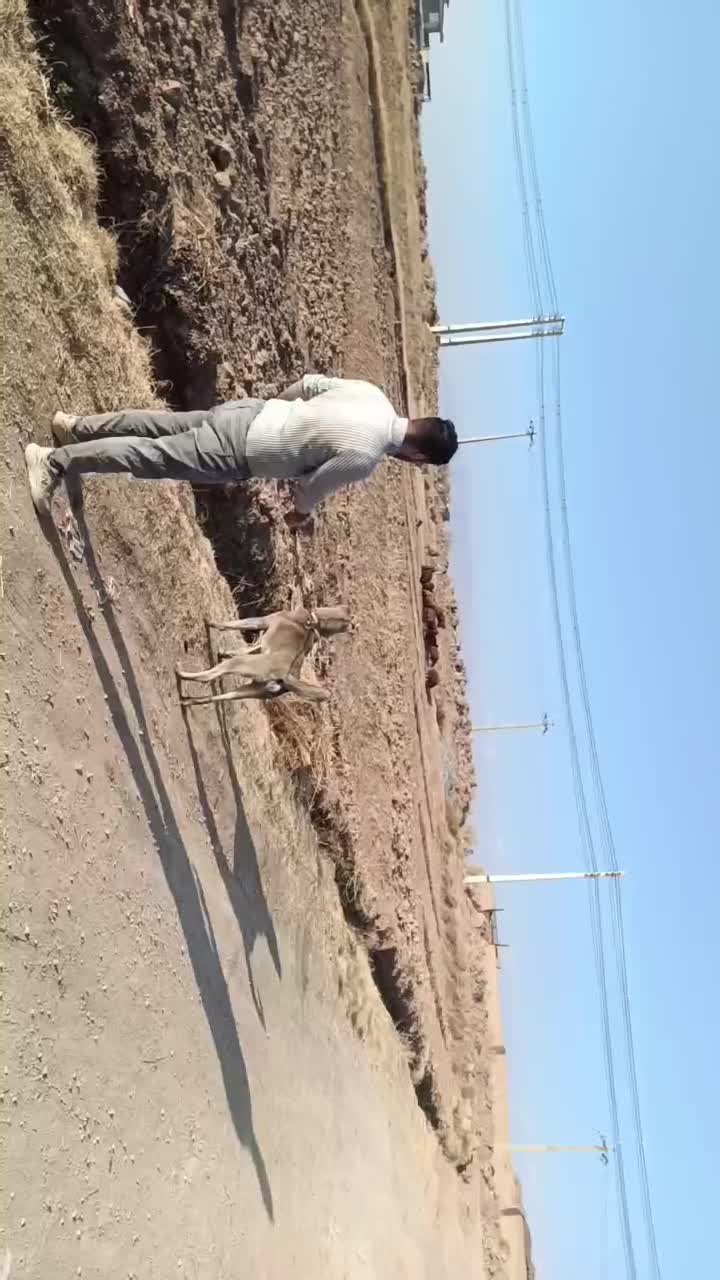 *گمشده* *توله سگ گمشده*|حیوانات|تبریز, |دیوار