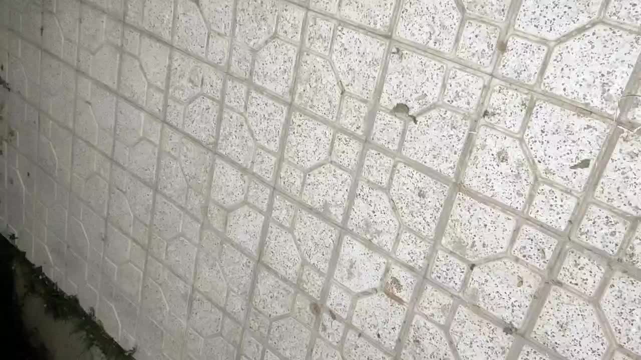 واگذاری توله نر سگ افغان اصیل گله ای ونگهبان|سگ|مشهد, امامیه (شهرک غرب)|دیوار