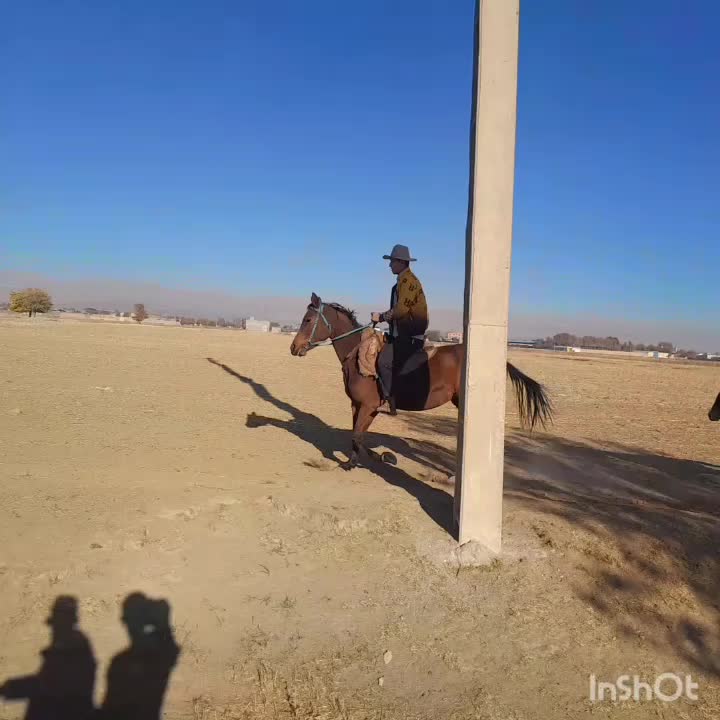 مادیان و کره|اسب و تجهیزات اسبسواری|بروجرد, |دیوار