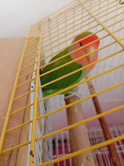 کوتوله|پرنده|شیراز, رکن‌آباد|دیوار