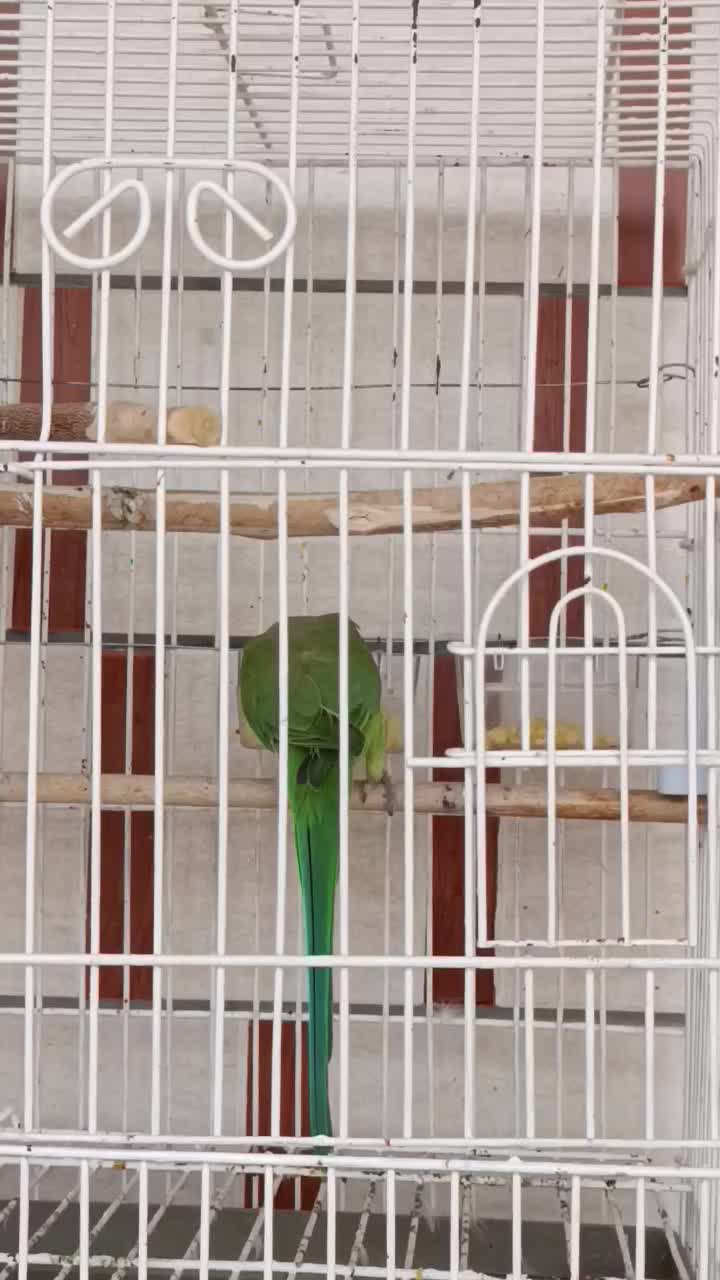 طوطی ملنگو نر جوان|پرنده|بهبهان, |دیوار