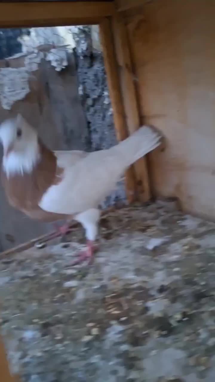 زرد طوقی ماده جوان|پرنده|تاکستان, |دیوار