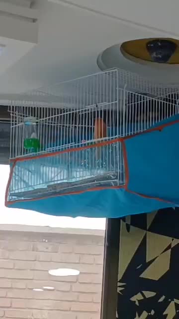 قناری|پرنده|شاهرود, |دیوار