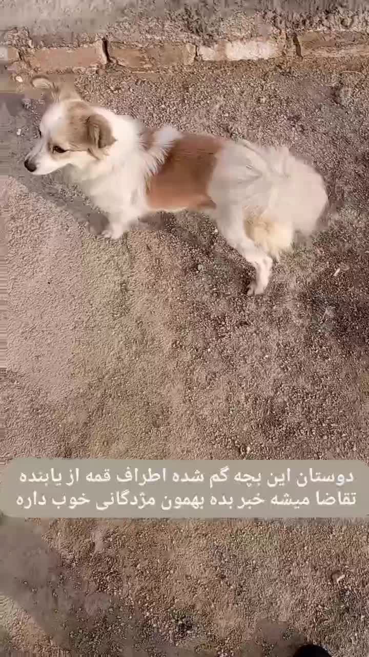 سگ گمشده|حیوانات|سلفچگان, |دیوار