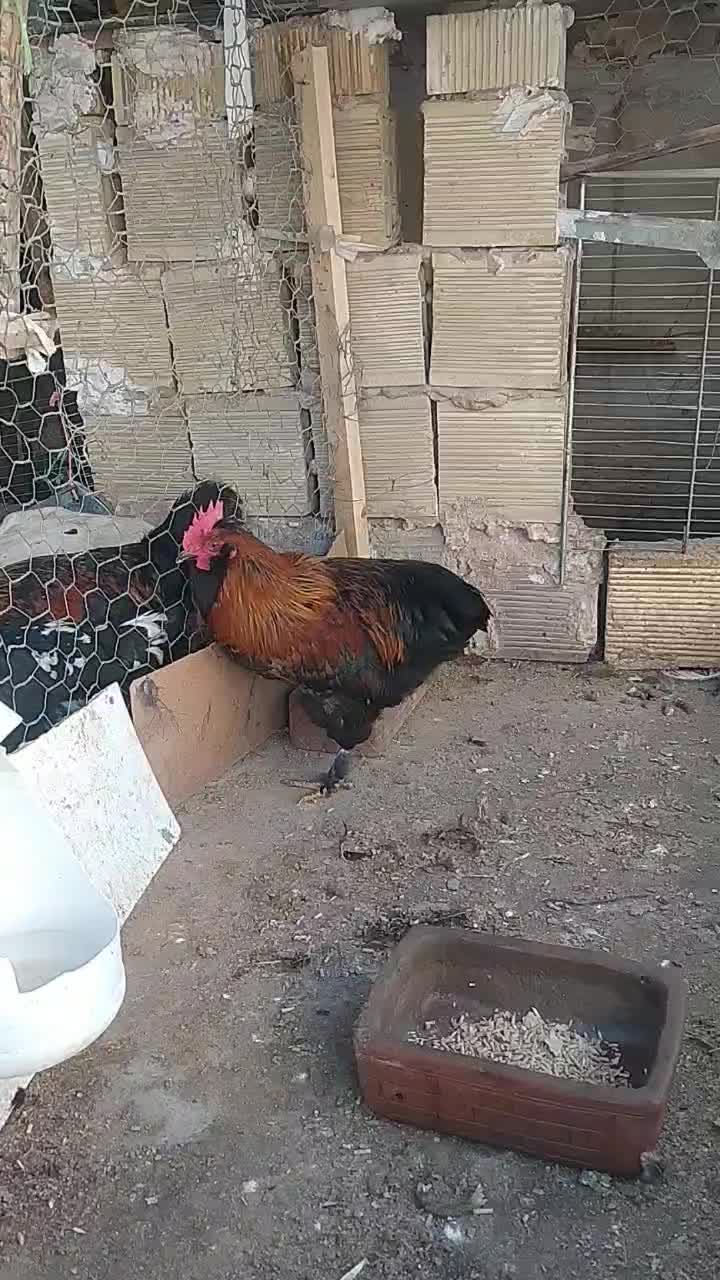 خروس|حیوانات مزرعه|ابریشم, |دیوار